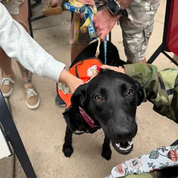 A black Labrador in an orange "Adopt Me" donation vest greets guests at the Margaritas & Mutts fundraiser benefiting the Humane Society of Fremont County